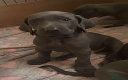 Weimaraner dogs for stud: Blue weimaraner for stud in Elgin - Image 6