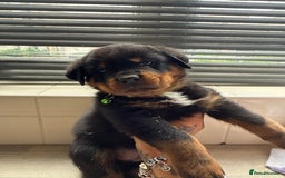 Rottweiler dogs for sale: Rottweiler puppies for sale  - Image 7