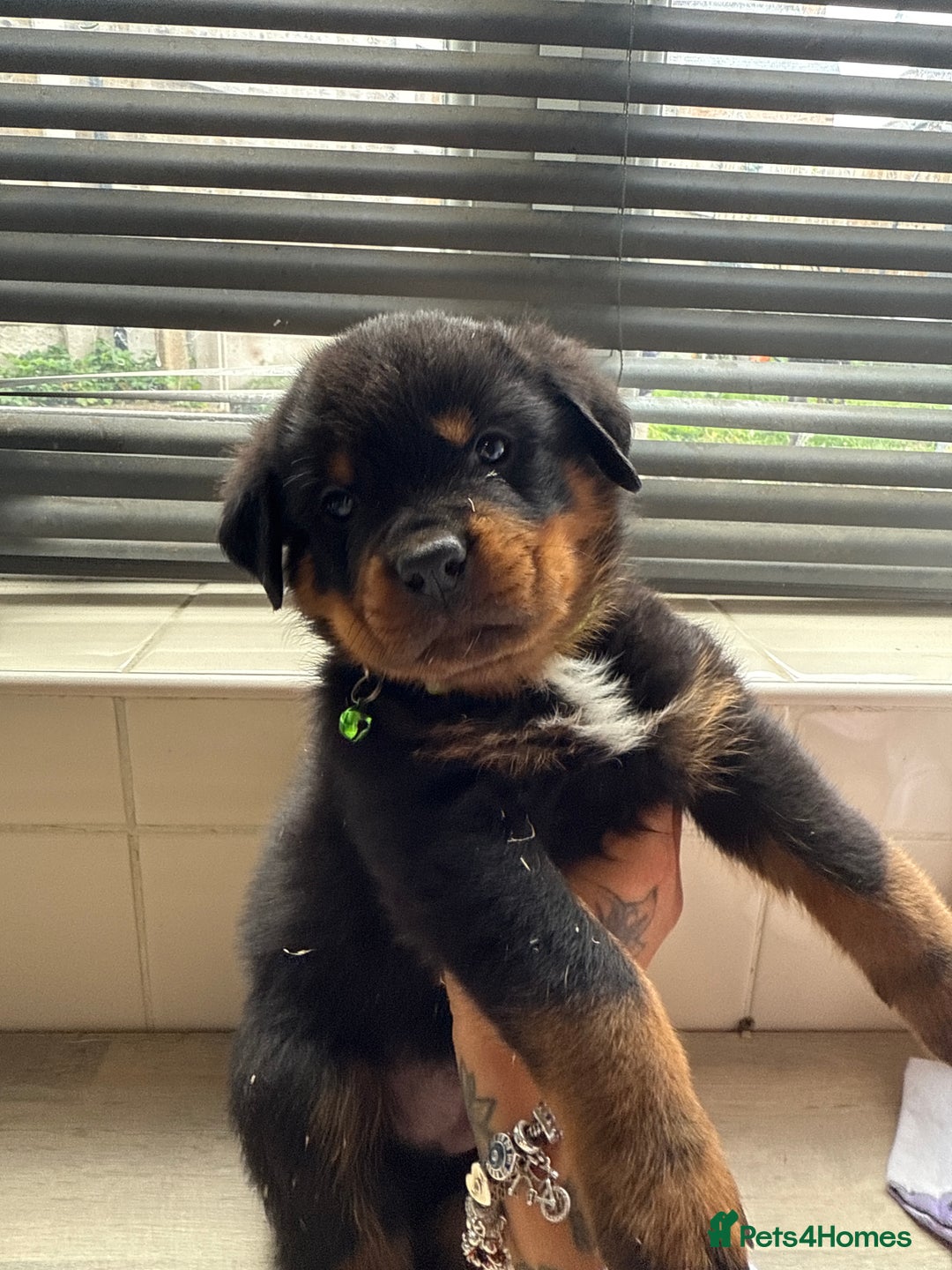 Rottweiler dogs for sale: Rottweiler puppies for sale  - Image 7