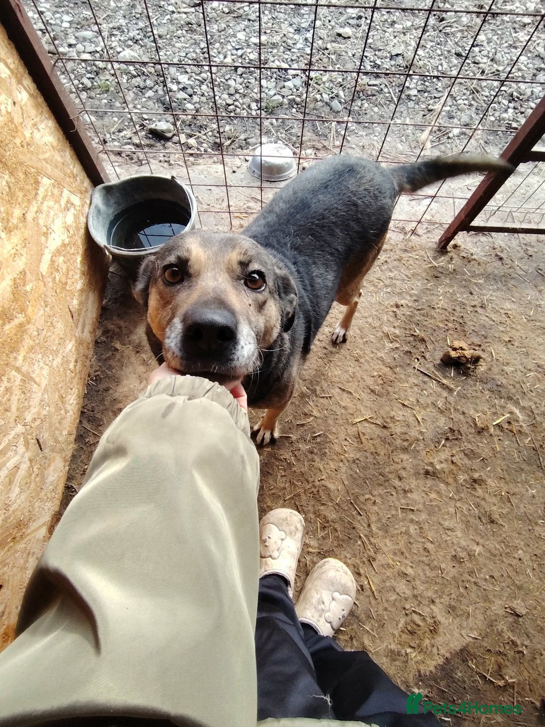 Mixed Breed dogs for adoption: Heart 💖  - Advert 5