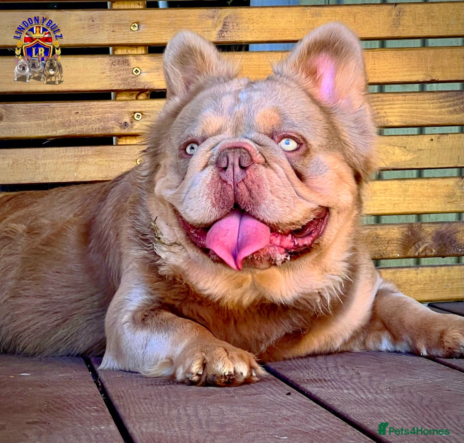 French Bulldog dogs MASKLESS NEW SHADE FULL FLUFFY CARRYING CREAM in Immingham - Advert 5