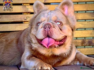 French Bulldog dogs MASKLESS NEW SHADE FULL FLUFFY CARRYING CREAM in Immingham - Advert 9