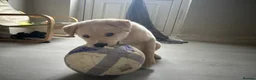 Mixed Breed dogs for sale: Akita/lab - Advert 5