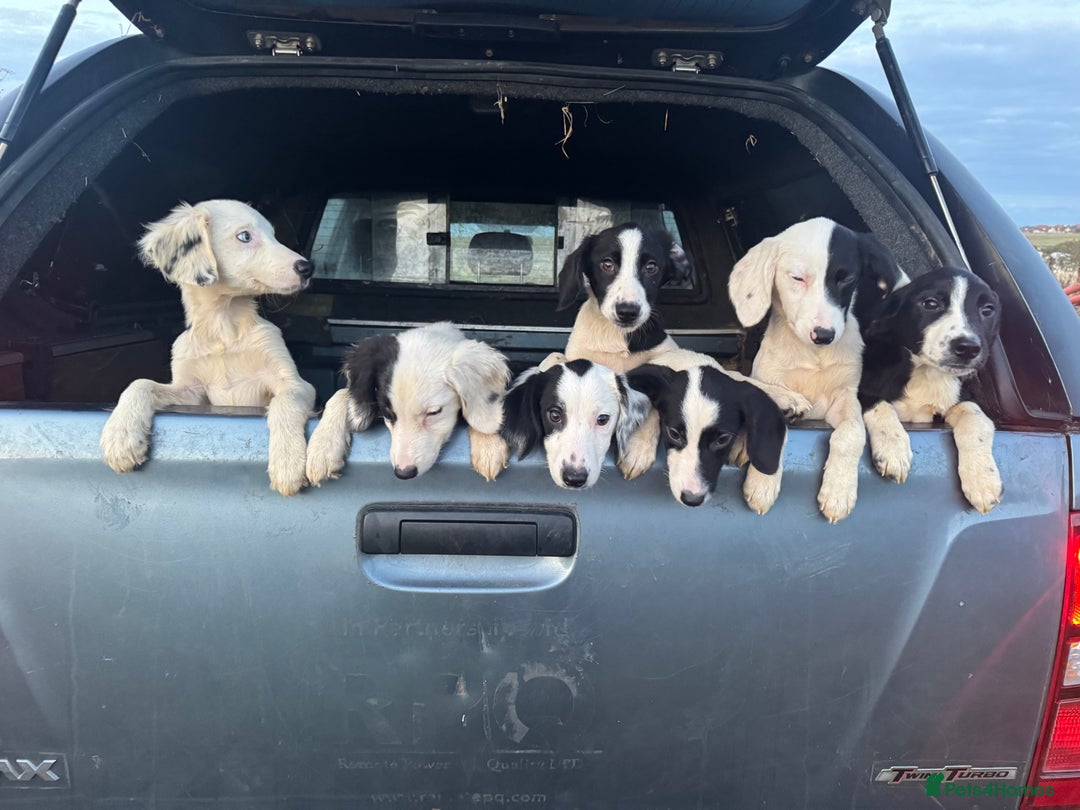 Mixed Breed dogs for sale: Springer cross collie  - Image 23