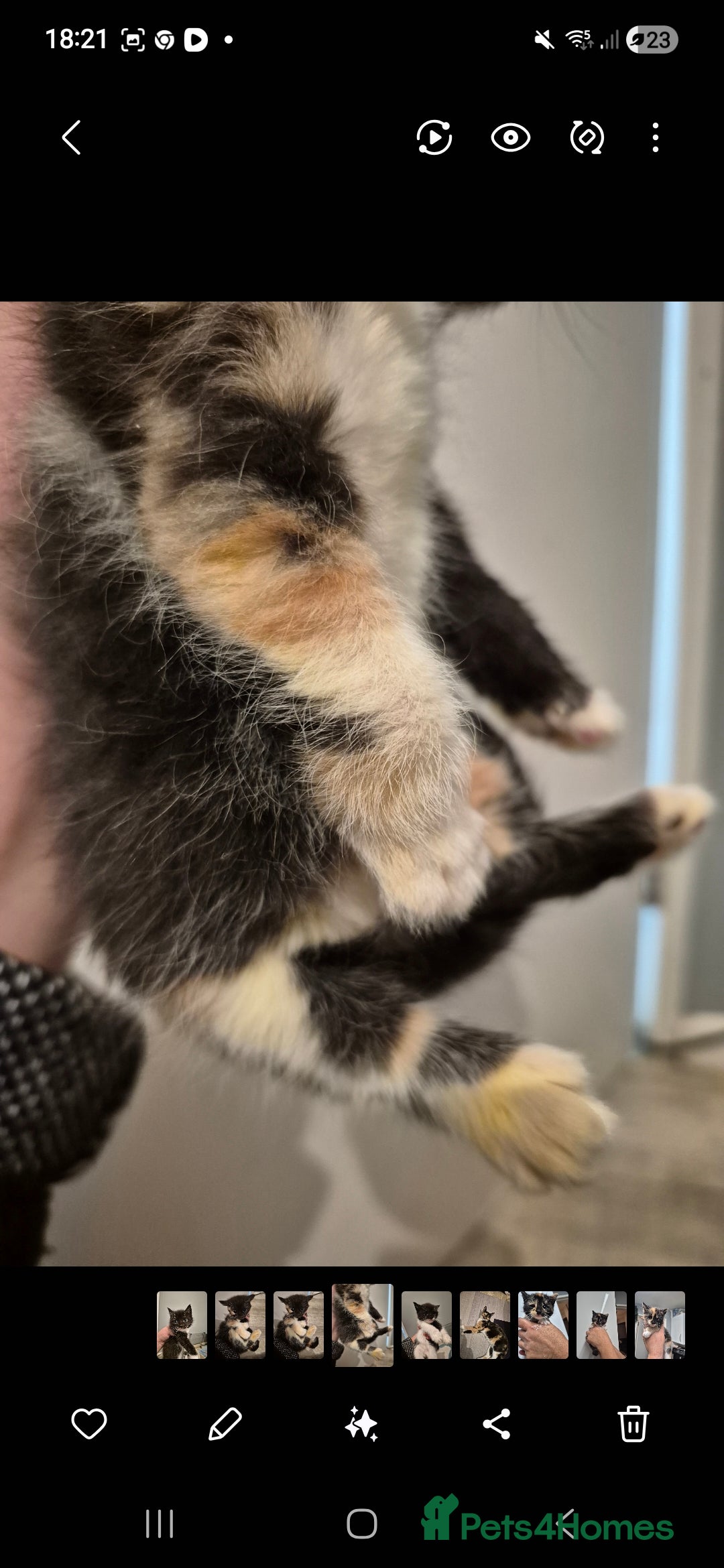 Mixed Breed cats for sale: 2 boys 3 females mixed breed.  - Image 7