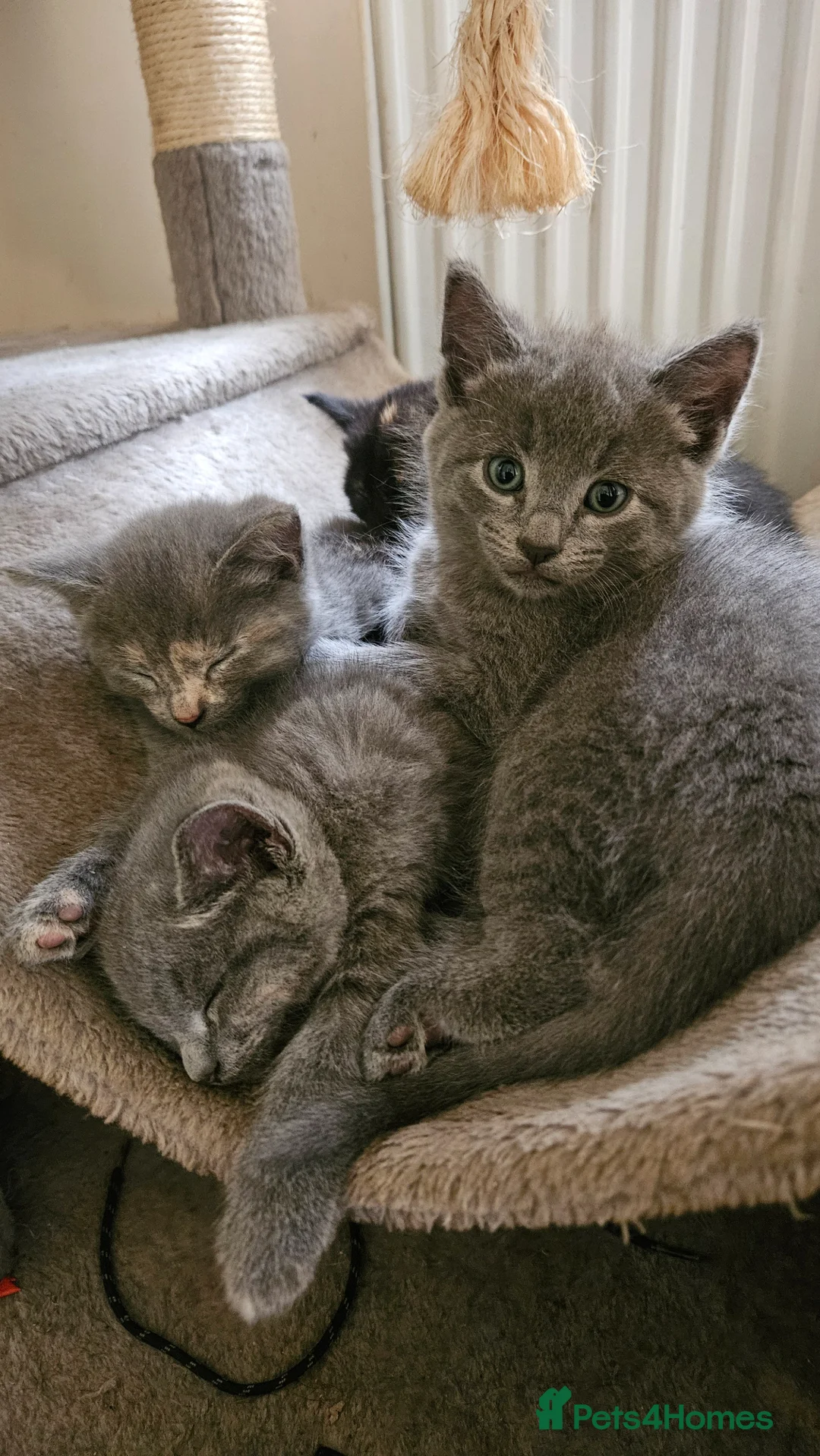 Mixed Breed cats for sale: Stunning and unique kittens - Advert 1