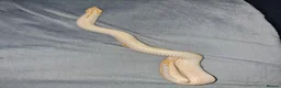Snake reptiles for sale: CB22 Male Hognose Snake Arctic Albino Superconda - Advert 6
