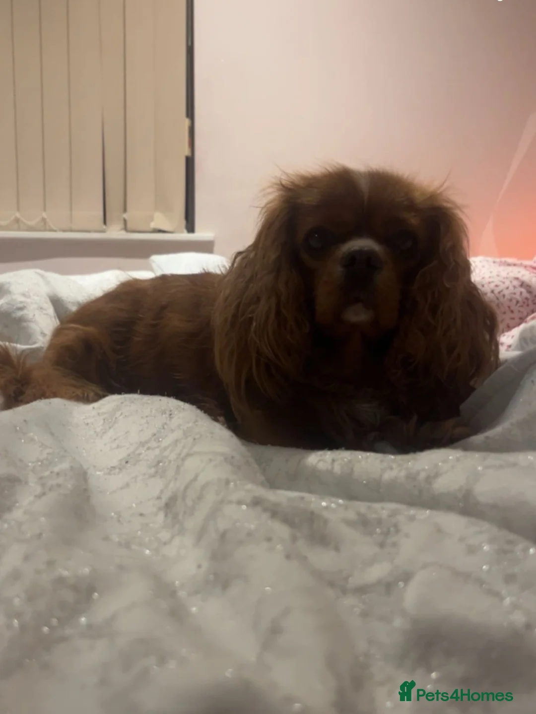 Cavalier King Charles Spaniel dogs for sale: Stunning Ruby Cavalier King Charles Spaniel - Advert 4