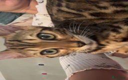 Bengal cats for sale: Bengal kitten♥️ - Image 3