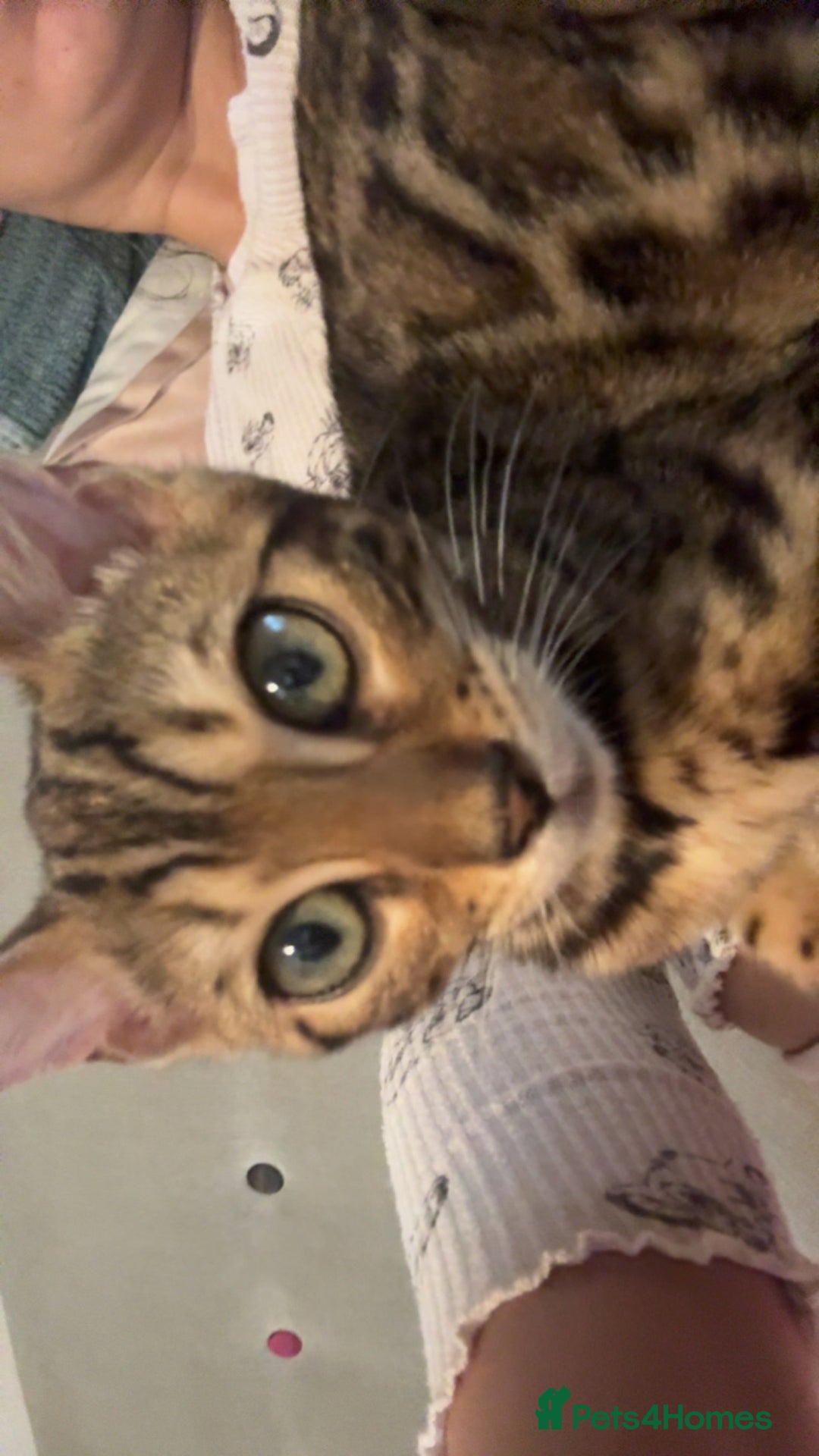 Bengal cats for sale: Bengal kitten♥️ - Image 3