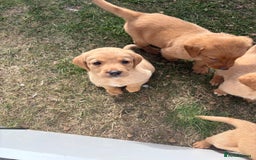 Labrador Retriever dogs for sale: Labrador puppies - Image 2