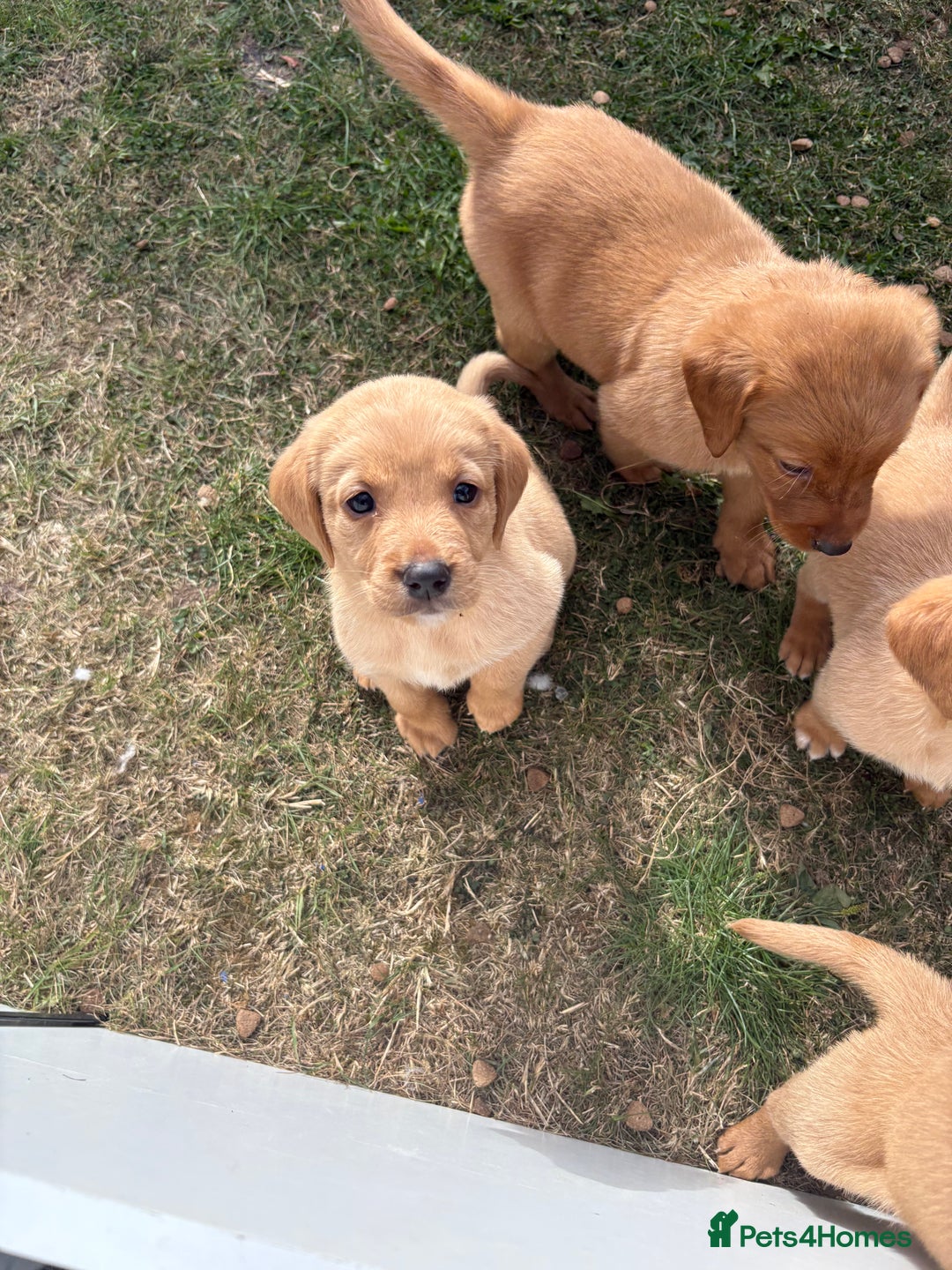 Labrador Retriever dogs for sale: Labrador puppies - Image 2
