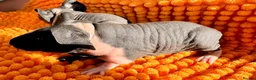 Guinea Pig rodents for sale: LAST LITTLE SKINNY PIG GIRL  - Advert 3