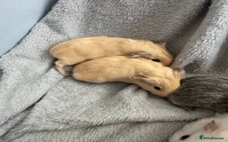 Guinea Pig rodents for sale: Baby guinea pigs  - Image 4