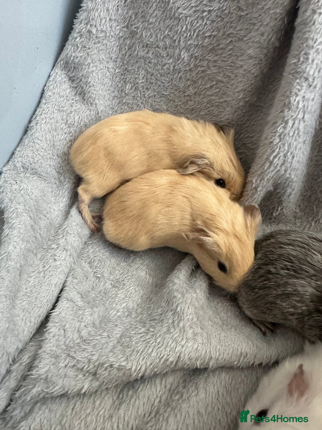 Guinea Pig rodents for sale: Baby guinea pigs  - Image 4
