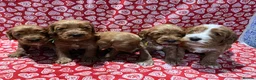 Cockapoo dogs for sale: Cockapoo puppies Extensively Health Tested Parrnts - Advert 4