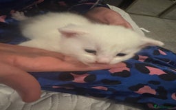Mixed Breed cats for sale: 4 kittens  - Image 5