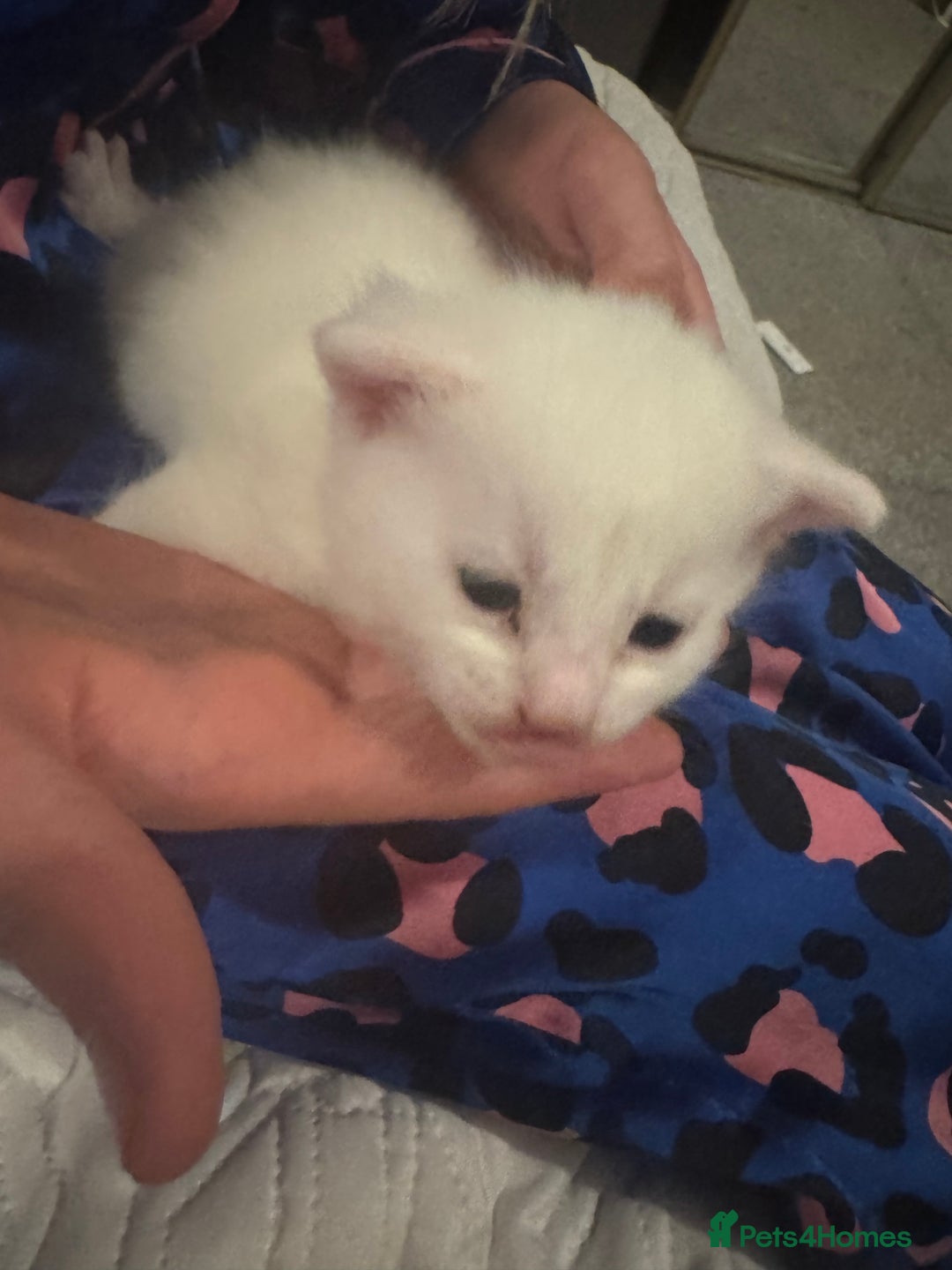 Mixed Breed cats for sale: 4 kittens  - Image 5