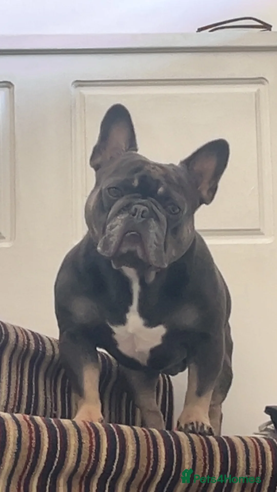 French Bulldog dogs for stud: Dexter - French bulldog (pedigree) in Brighton - Advert 4