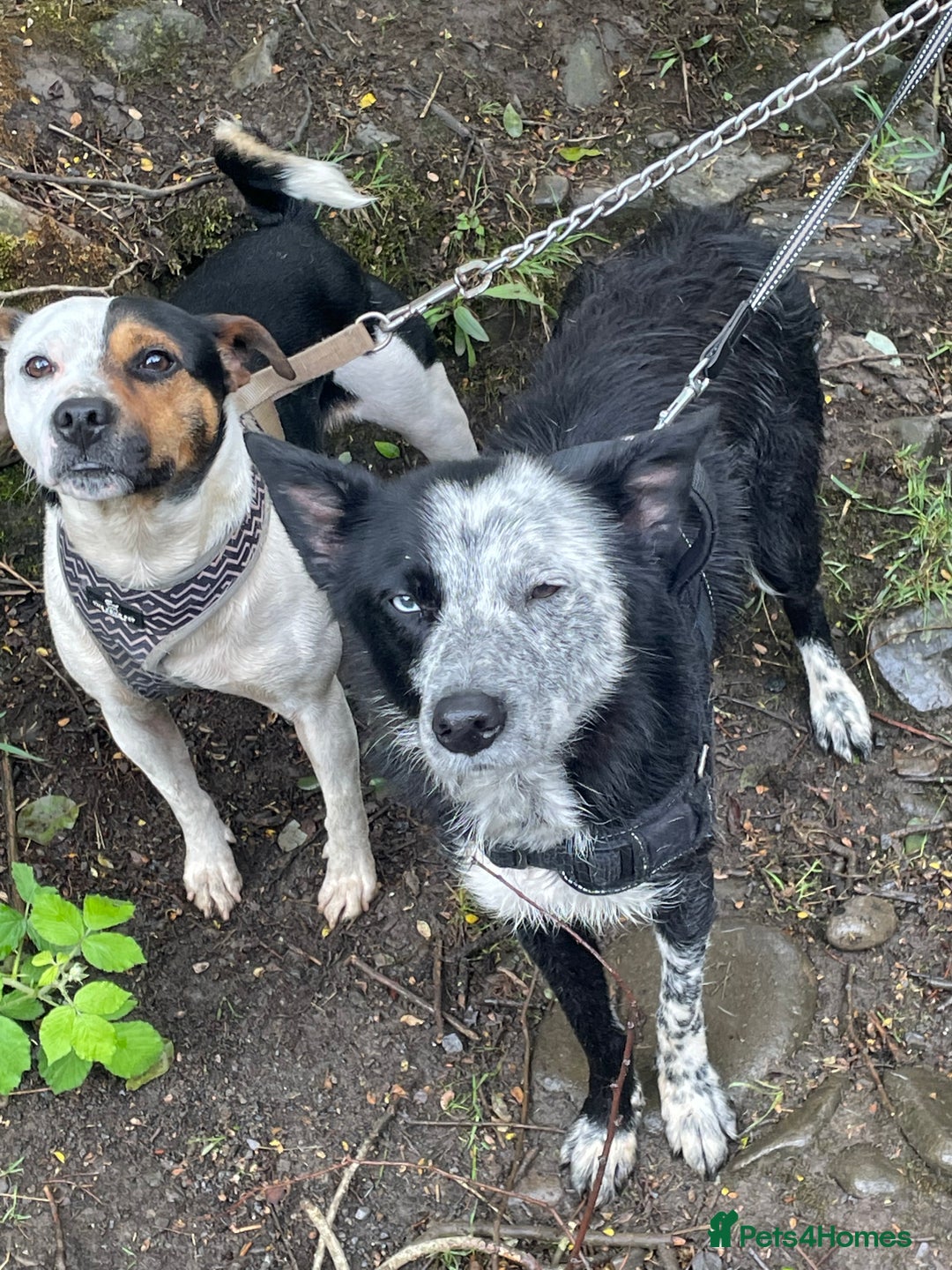 Mixed Breed dogs for sale: Mozzy  - Image 2