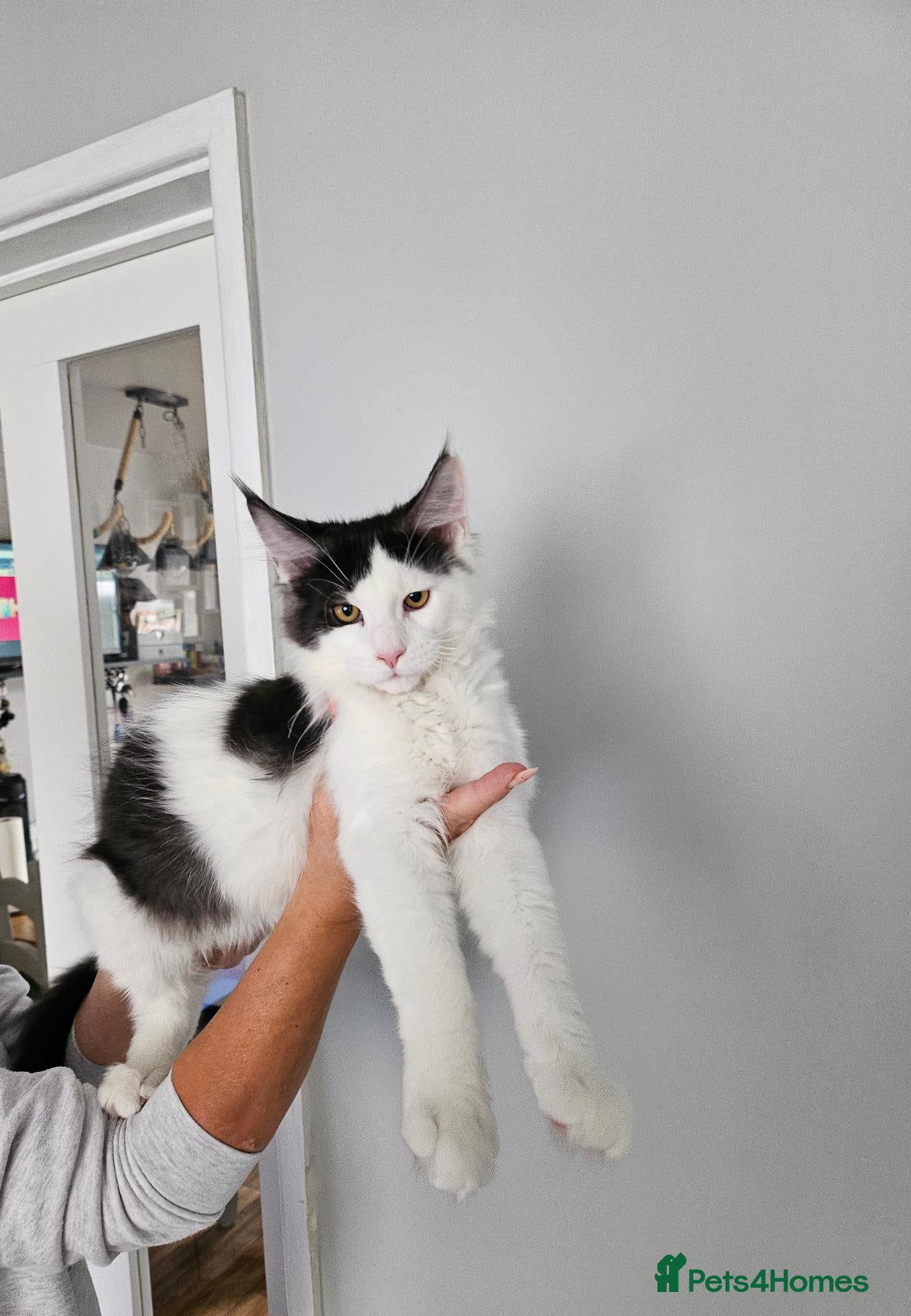 Maine Coon cats Maine Coon Kittens – GCCF Registered  Boys - Advert 2