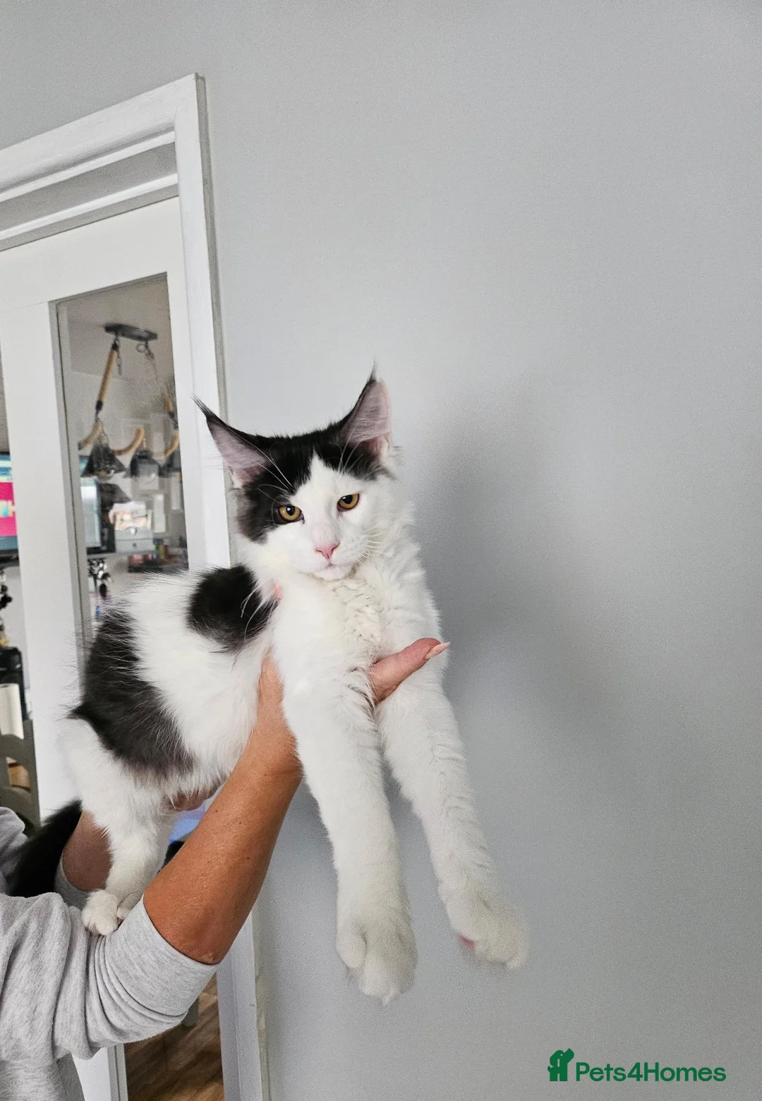 Maine Coon cats for sale: Maine Coon Kittens – GCCF Registered  Boys - Advert 2