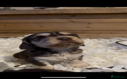 Cocker Spaniel dogs for sale: Cocker spaniel puppies for sale.  - Image 15