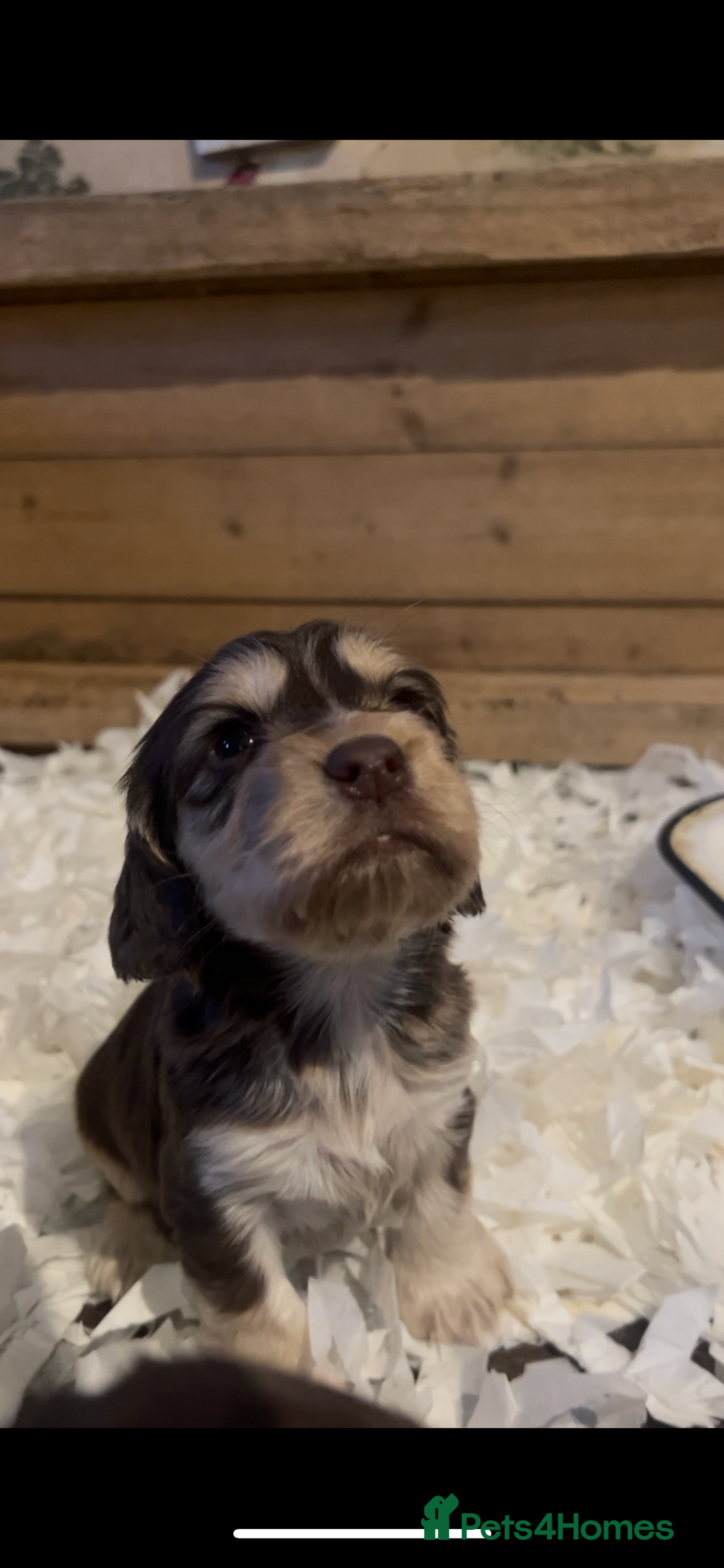 Cocker Spaniel dogs for sale: Cocker spaniel puppies for sale.  - Image 15
