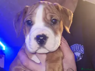 Mixed Breed dogs 3 boys - Advert 1