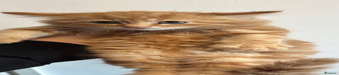 Maine Coon Kitten - boy 