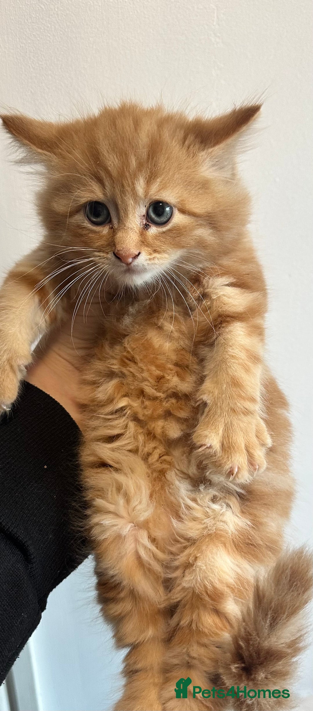 Maine Coon cats for sale: We have 4  sweet English Maine coon kittens❣️ - Advert 16