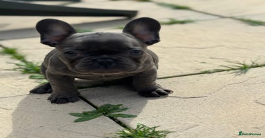 French Bulldog dogs - Advert 14