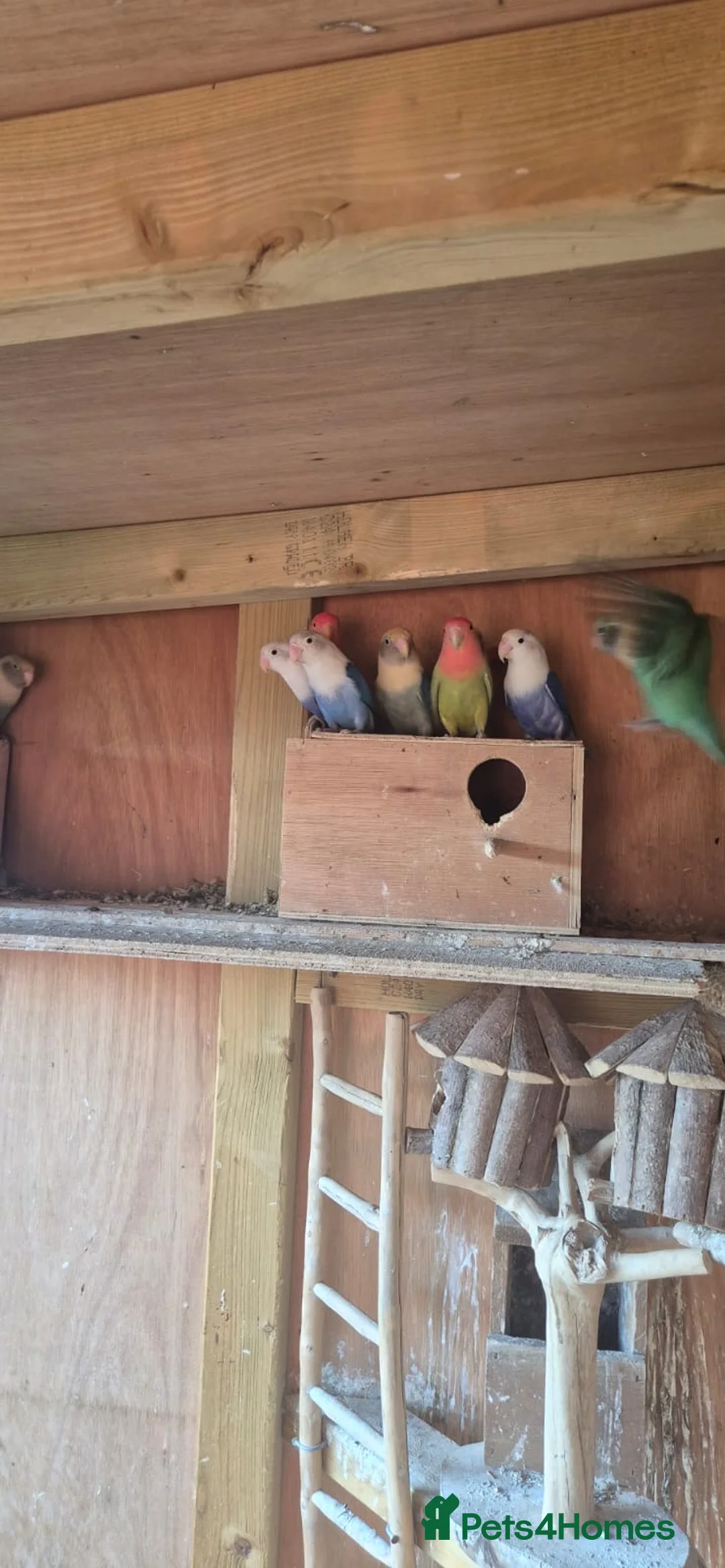 Lovebirds birds for sale: Mixed colour lovebirds for sale - Advert 9