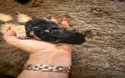 Toy Poodle dogs for sale: Pedigree Toy Poodle puppies, DNA tested parents - Image 13