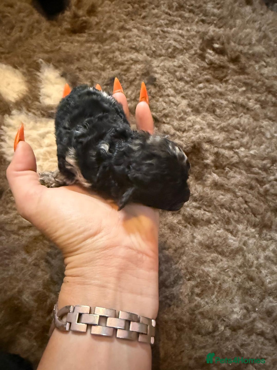 Toy Poodle dogs for sale: Pedigree Toy Poodle puppies, DNA tested parents - Image 13