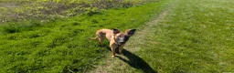 Mixed Breed dogs for sale: Gorgeous Roo for Rehoming in Darwen - Advert 4