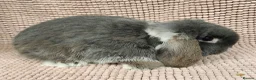 Mini Lop rabbits for sale: Mini lop buck - Advert 2