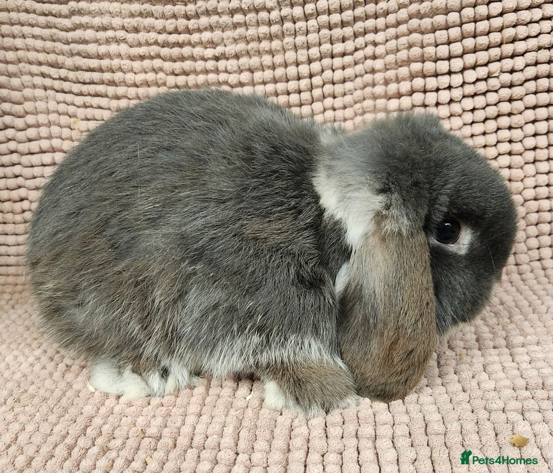 Mini Lop rabbits for sale: Mini lop buck - Advert 2