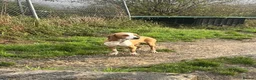 Mixed Breed dogs for adoption: Txiru in Woolacombe - Advert 8