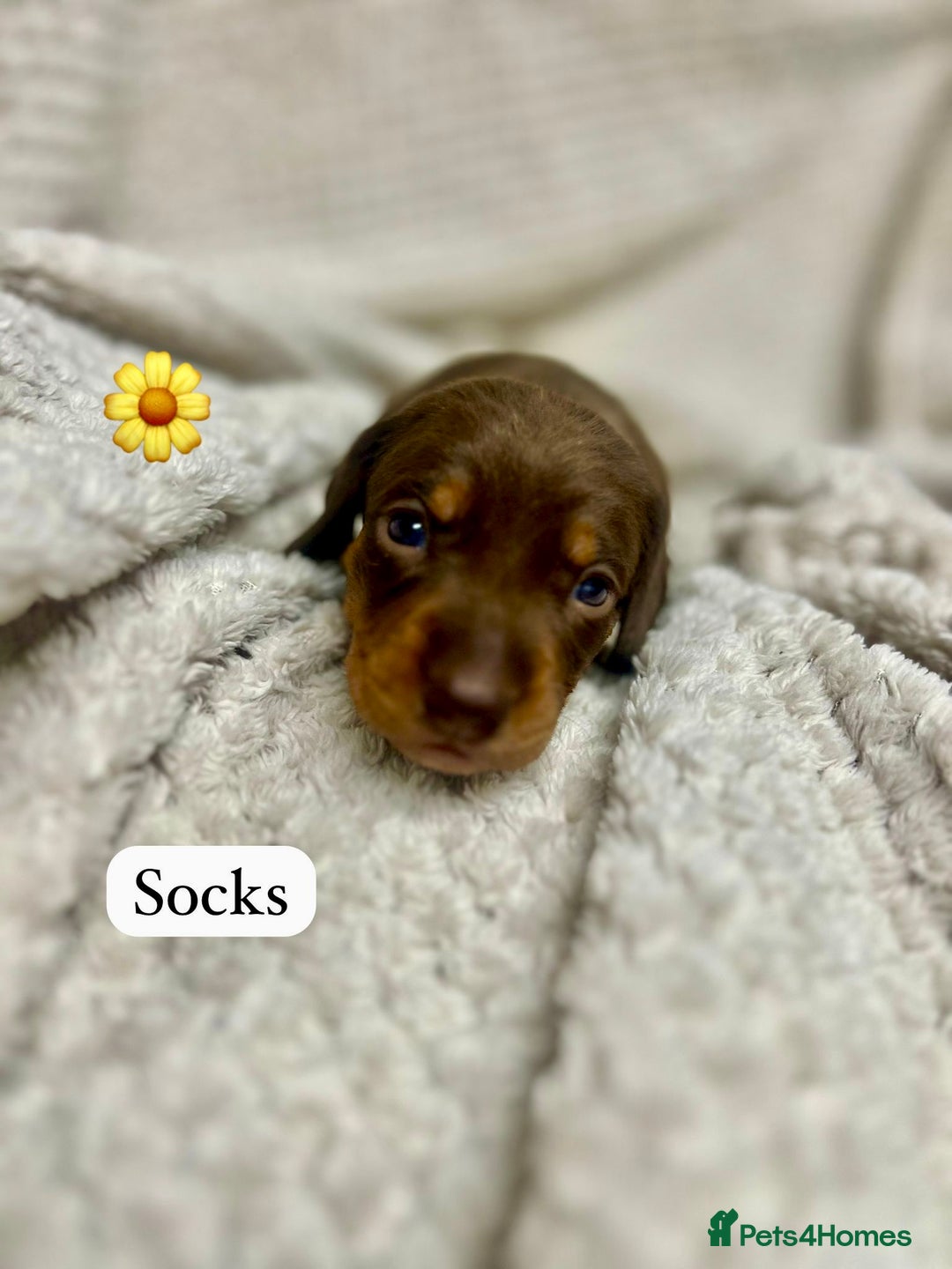 Miniature Dachshund dogs for sale: EXCEPTIONAL QUALITY MINIATURE DACHSHUND PUPPIES.  - Advert 10