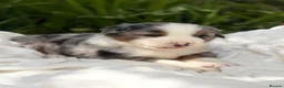 Mixed Breed dogs for sale: ⭐️SUPER RARE BERNESE x AUSTRALIAN SHEPHERD PUPS⭐️ in New Quay - Advert 7