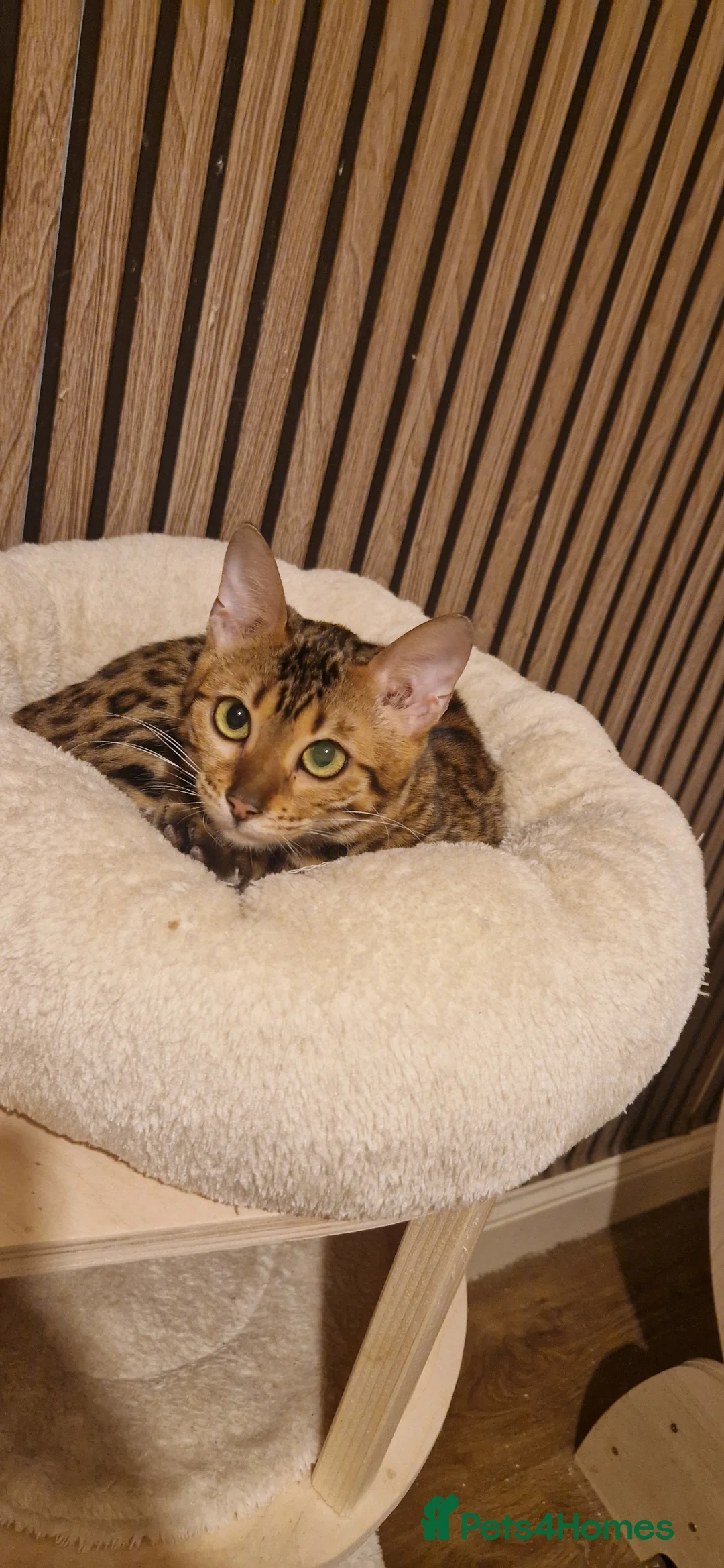Bengal cats for sale: Beautiful queen ❤️ - Advert 10