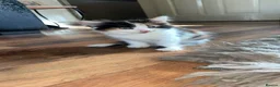 Mixed Breed cats for sale: 2 kittens in Dudley - Advert 2