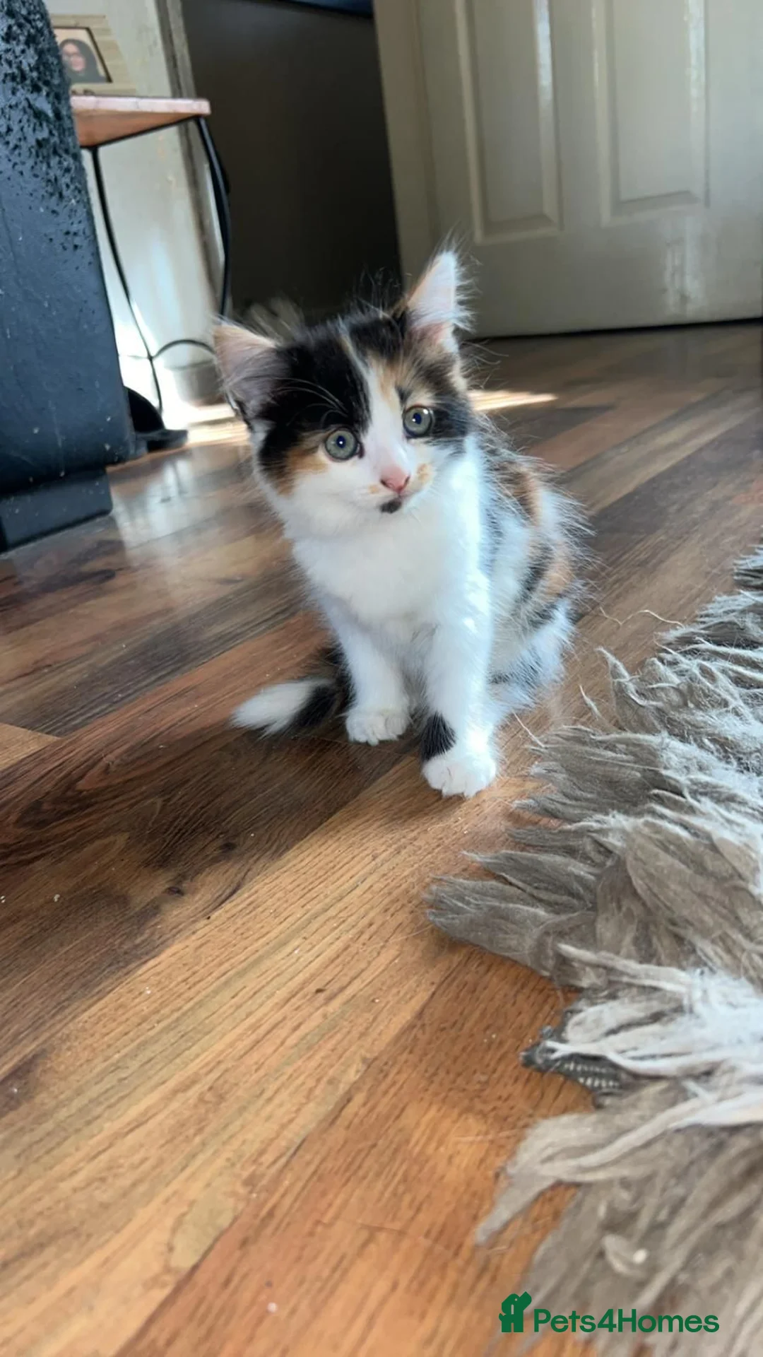 Mixed Breed cats for sale: 2 kittens in Dudley - Advert 2