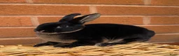 Rex rabbits for sale: 2 mini rex brothers  - Advert 4
