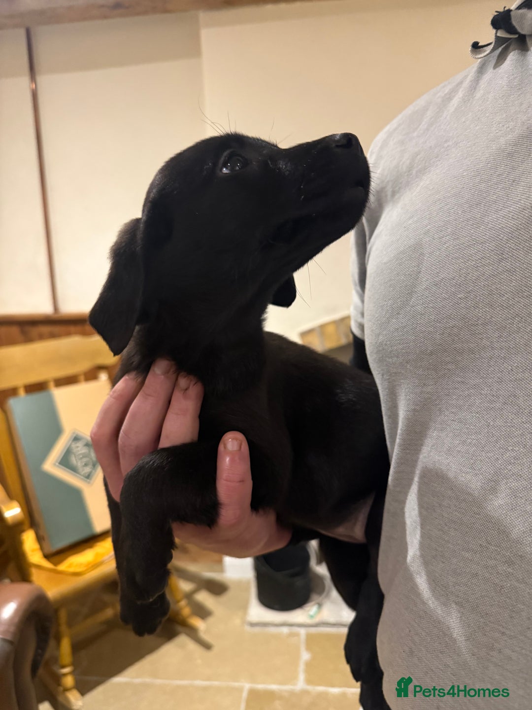 Labrador Retriever dogs for sale: KC Working Labrador Bitch - Advert 25