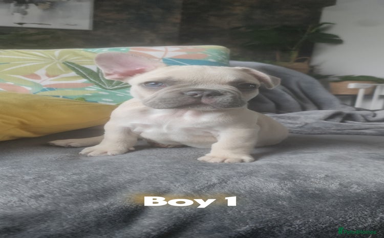 French Bulldog dogs - Advert 14
