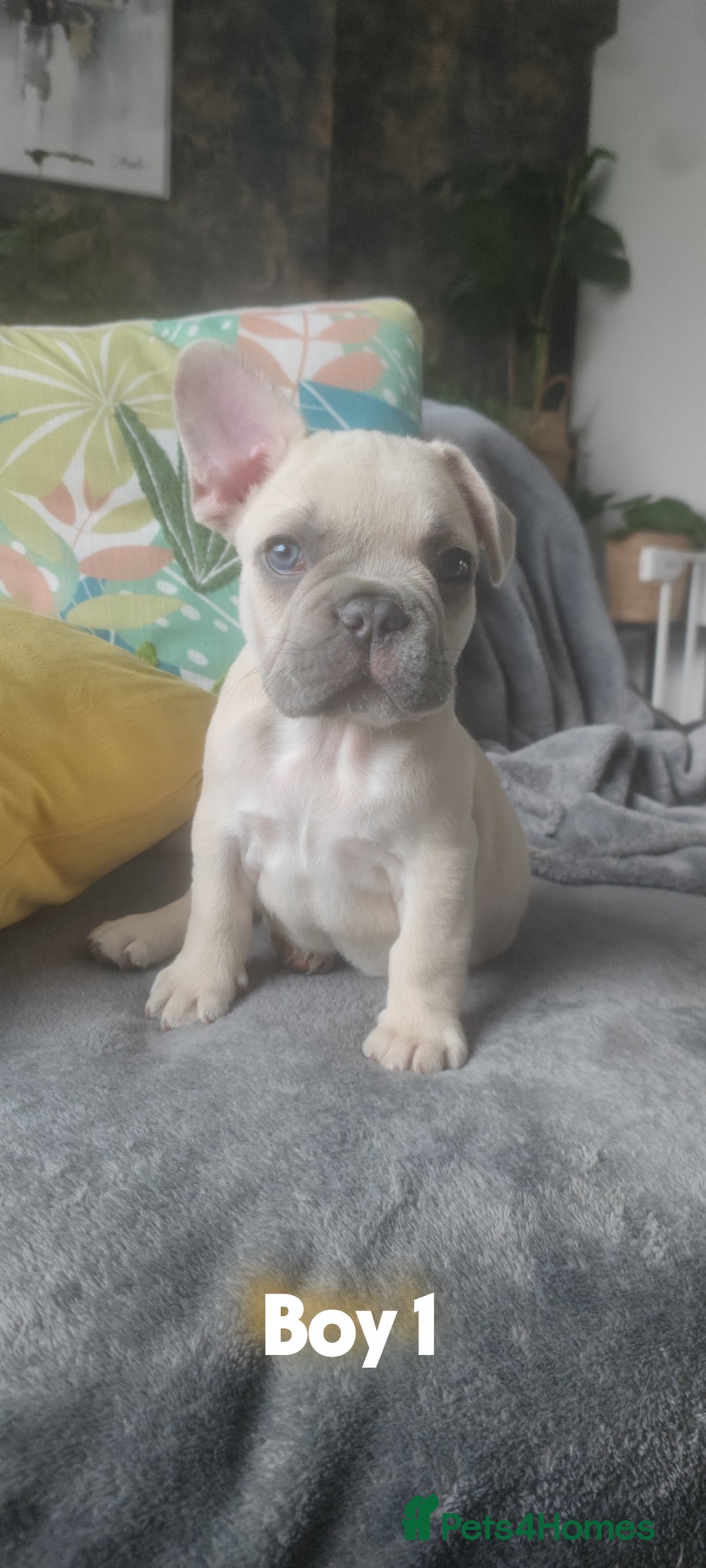 French Bulldog dogs for sale: 3 Girls - 2 Boys Frencbulldog Puppies - Image 1