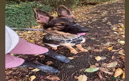 German Shepherd dogs for sale: Girl KC German Shepherd, 9 months - Image 3