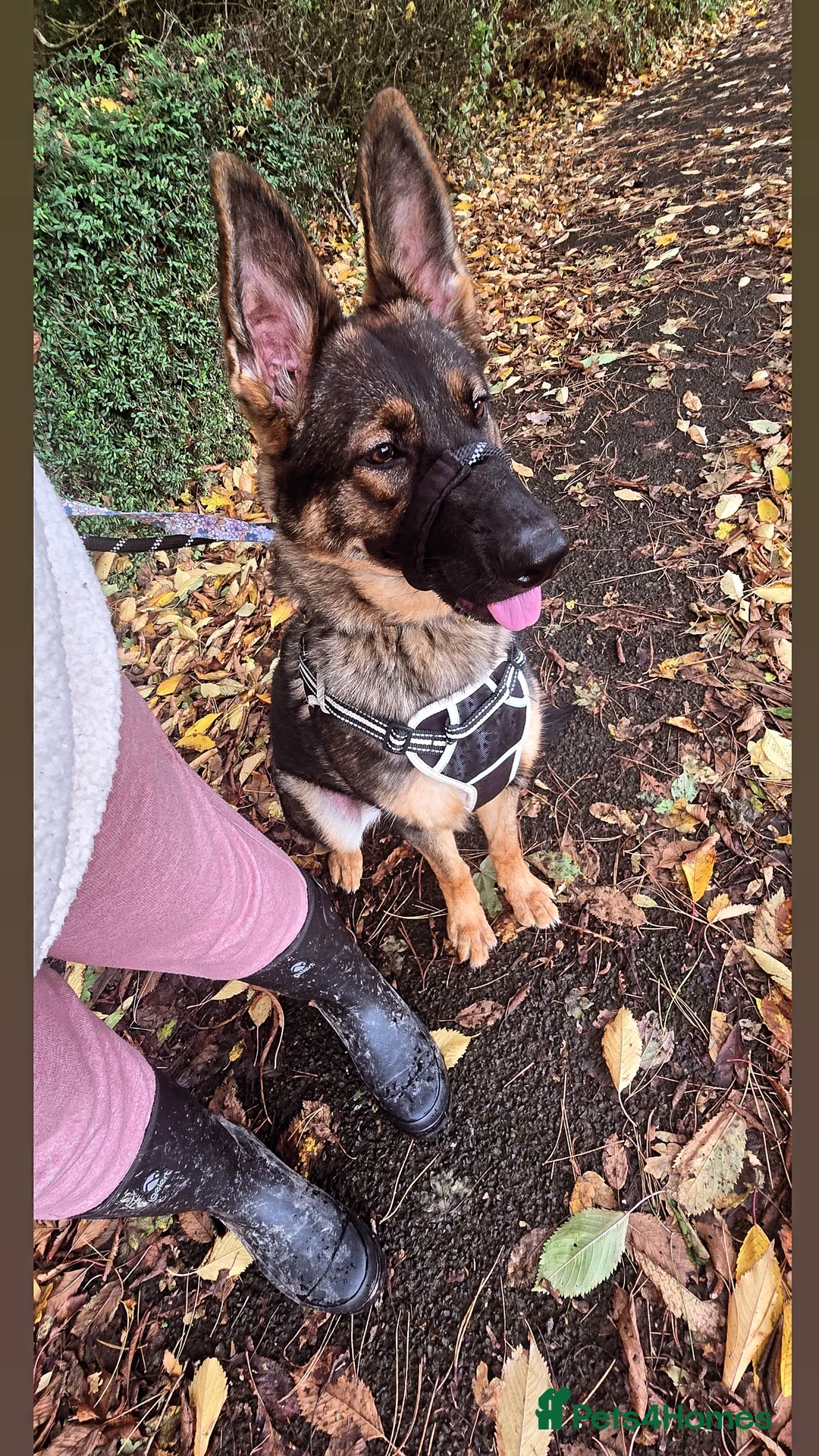 German Shepherd dogs for sale: Girl KC German Shepherd, 9 months - Image 3